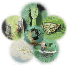 昆虫生態学分野