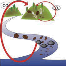 海洋生物機能学分野 森と海を結ぶ干潟生態系の炭素循環機能