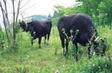 畜産資源学分野 耕作放棄地でのGPSを用いた放牧牛行動調査研究