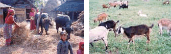 畜産資源学分野 ネパールタライ地域での水牛飼養と南タイにおける在来種ヤギ
