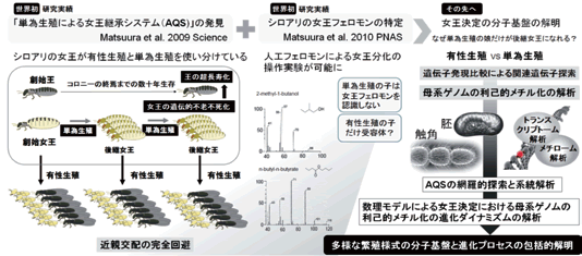 昆虫生態学分野 シロアリの繁殖システムの進化