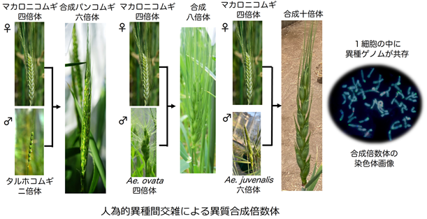 応用生物科学専攻 植物遺伝学分野/京都大学農学研究科