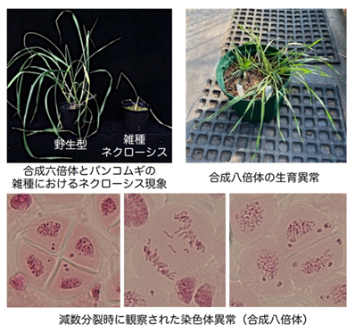 植物遺伝学PNG2_medium