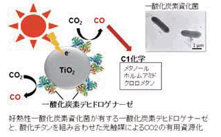 海洋分子微生物学分野 一酸化炭素デヒドロゲナーゼ