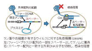 海洋分子微生物学分野 ウイルス-微生物の生態学的相互作用