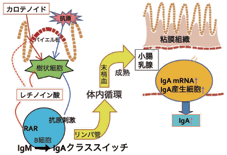 生体機構学分野 カロテノイドによるlgA産生の効果