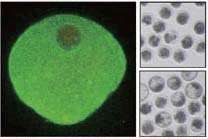 生体機構学分野 ウシ初期胚のメチオニン代謝