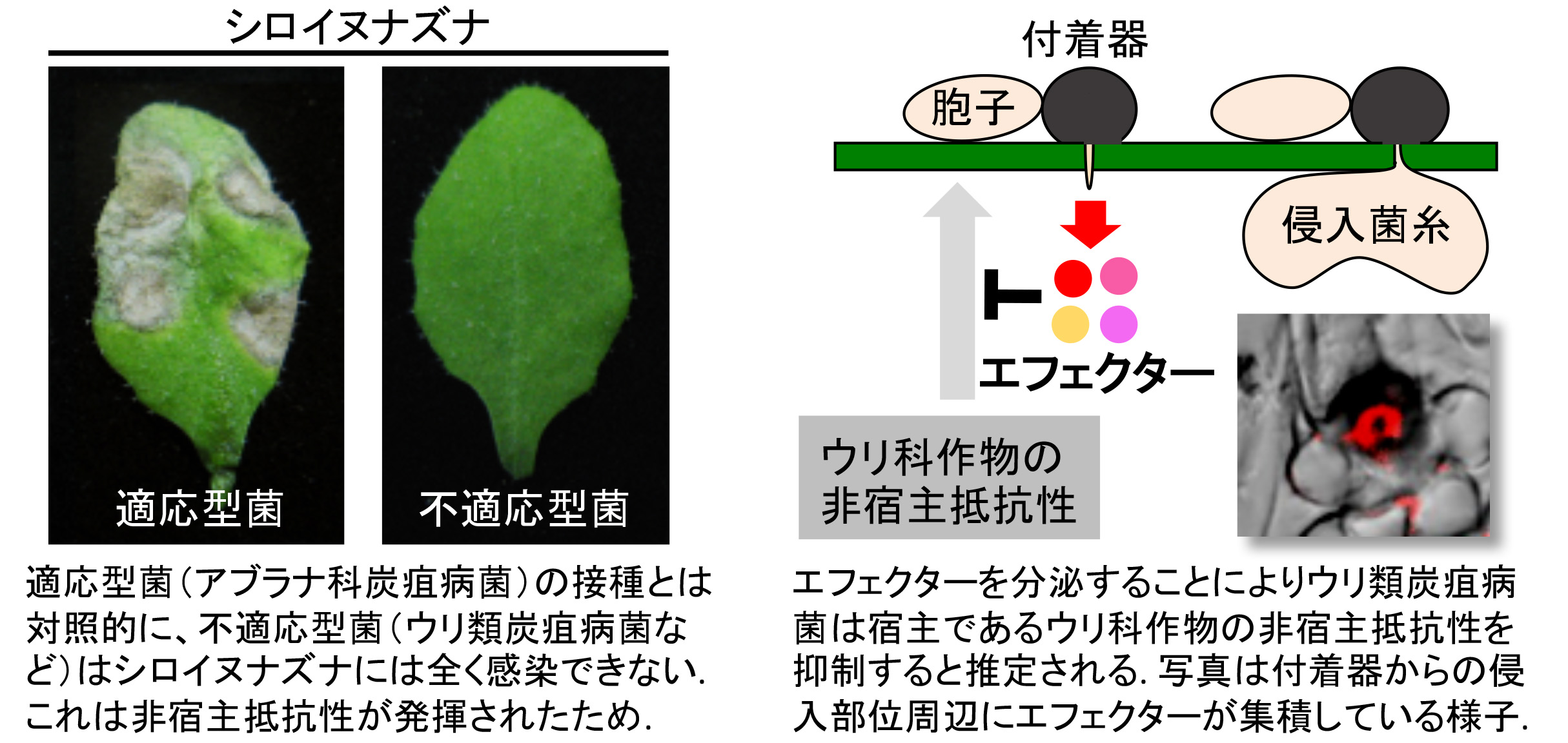 応用生物科学専攻 植物病理学分野/京都大学農学研究科